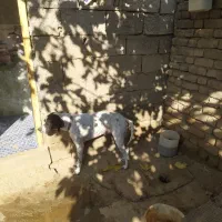 سگ نژاد انگلیس،مخصوص دنبلان|سگ|گلی داغ, |دیوار