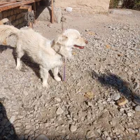 سگ پاکوتا|سگ|مشهد, جانباز|دیوار