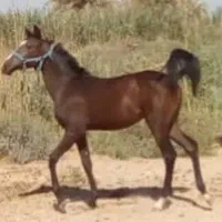 اسب اصیل عرب