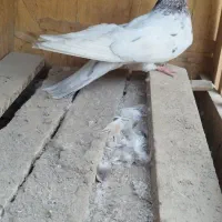 کفتر|پرنده|بهارستان, |دیوار