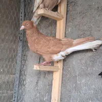 کبوتر دمسفید مخمل دوکت پلاکی و طوق