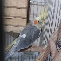 عروس هلندی