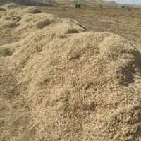 گاه لوبیا