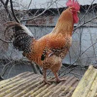 خروس محلی|حیوانات مزرعه|رشت, عینک|دیوار