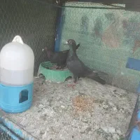 کبوتر کلاغ