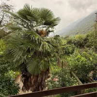 فروش ویلا باغ ۵۰۰متری چسبیده ب جنگل جنب نمک آبرود