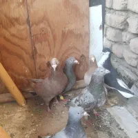 چندتا کفتر نر|پرنده|قزوین, |دیوار