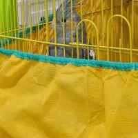 عروس هلندی