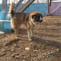 نر آدمی و گله ای درشت فی ۸|سگ|تهران, اتحاد|دیوار