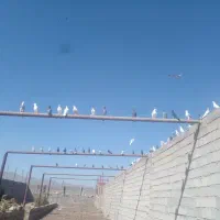فروش فوری ۸۰عدد کبوتر ناب وپرشی