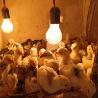 تعدادی جوجه گلین