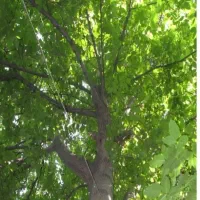 باغچه 1400 متری در سولقان