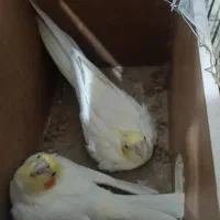 یک جفت عروس هلندی با قفس|پرنده|محمدیه-قزوین, |دیوار