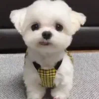 ی سگ پاکوتاه خارجی