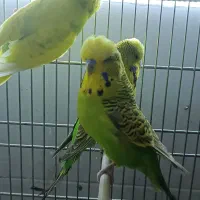 طوطی کاترین مرغ عشق  انگلیسی  پروتلت هشت خان