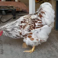 خروس|حیوانات مزرعه|اصفهان, پرتمان|دیوار