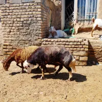 قوچ کل سفید