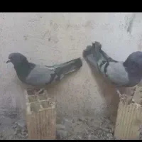 کبوترسبزدم‌سفید تارکردم