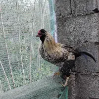 خروس تزئینی گُلین