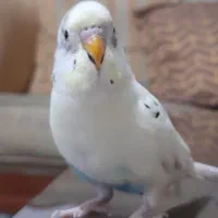 مرغ عشق نر ماده|پرنده|پاکدشت, پاکدشت (مامازند)|دیوار