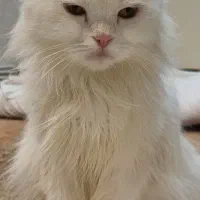 گربه پرشین بیریتیش باردار|گربه|اصفهان, حسین‌آباد|دیوار