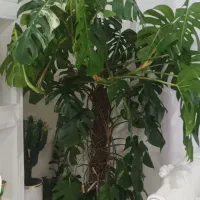 یک عدد گل انجیری بزرگ|گل و گیاه طبیعی|محمدیه-قزوین, |دیوار