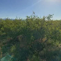 باغ-انار-بیست-ساله