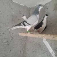 کبوتر|پرنده|تهران, شهر زیبا|دیوار