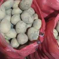 سیب زمینی دامی تمیز