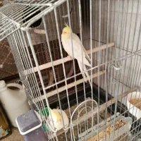 دو جفت عروس هلندی