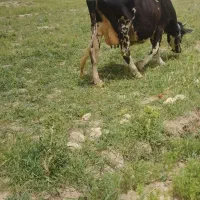 گاو