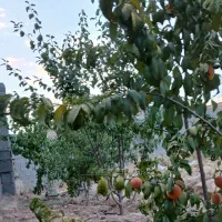زمین-200-متری-هرایجان