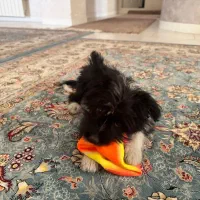 گمشده|حیوانات|اراک, |دیوار