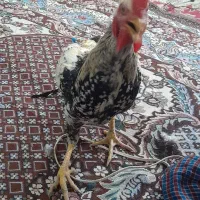 مرغ‌محلی