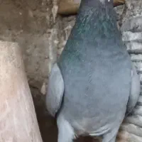 دمگیر بدرنگ خرقه سیاهپشت