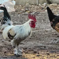 خروس رسمی نطفه دار|حیوانات مزرعه|قم, مسجد امام حسن|دیوار