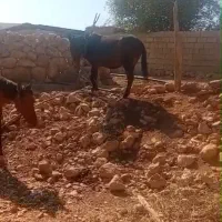 قاطر شیش ساله