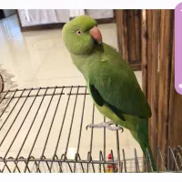 ملنگو ماده یکسالو نیم|پرنده|سلمان‌شهر, |دیوار