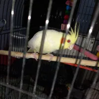 پرنده|پرنده|مشهد, شهید بصیر|دیوار