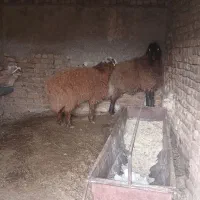 بره نر پرواری|حیوانات مزرعه|بوئین زهرا, |دیوار