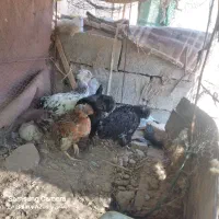 جوجه کاکلی|حیوانات مزرعه|جزنیک, |دیوار