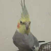 عروس هلندی نر سخنگو رام