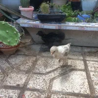 جوجه ابریشمی ومحلی