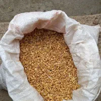 گندم|عمده‌فروشی|مهربان, |دیوار