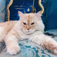 گربه ی دلربا