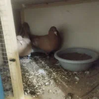 یه جفت زرد نزدیکا تخم شونه