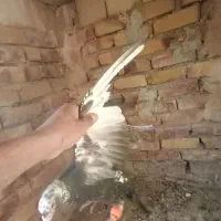 سوسکی کله جوزی پرشی