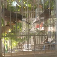 مرغ مینا|پرنده|اصفهان, رهنان|دیوار