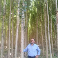 صنوبر و قره گواخ