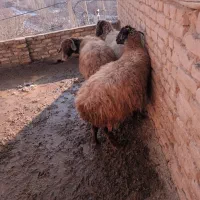 سه عدد میش سرسینه،،بره بز